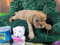 Ruby AKC, a female Cavalier King Charles Spaniel for sale in Killen, AL – Photo 4 of 10