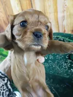 Ruby AKC, a female Cavalier King Charles Spaniel for sale in Killen, AL – Photo 1 of 10