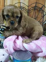 Ruby AKC, a female Cavalier King Charles Spaniel for sale in Killen, AL – Photo 3 of 10