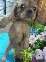 Ruby AKC, a female Cavalier King Charles Spaniel for sale in Killen, AL – Photo 7 of 10