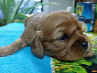 Ruby ALKC, a female Cavalier King Charles Spaniel for sale in Killen, AL – Photo 3 of 10