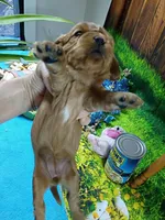 Ruby ALKC, a female Cavalier King Charles Spaniel for sale in Killen, AL – Photo 5 of 10