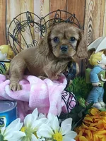 Ruby AKC, a female Cavalier King Charles Spaniel for sale in Killen, AL – Photo 2 of 10