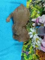 Ruby AKC, a female Cavalier King Charles Spaniel for sale in Killen, AL – Photo 4 of 10