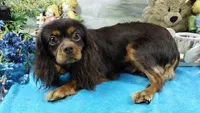 Ruby ALKC, a female Cavalier King Charles Spaniel for sale in Killen, AL – Photo 9 of 10