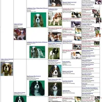 Ruby AKC, a female Cavalier King Charles Spaniel for sale in Killen, AL – Photo 8 of 10