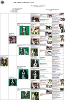 Ruby ALKC, a female Cavalier King Charles Spaniel for sale in Killen, AL – Photo 8 of 10