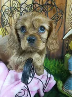 Ruby AKC, a female Cavalier King Charles Spaniel for sale in Killen, AL – Photo 6 of 10