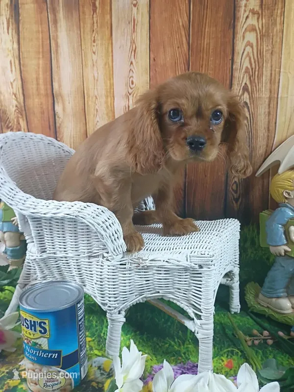 Ruby AKC – Cavalier King Charles Spaniel puppy for sale in Killen, AL