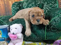 Ruby AKC, a female Cavalier King Charles Spaniel for sale in Killen, AL – Photo 6 of 10