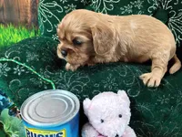 Ruby AKC, a female Cavalier King Charles Spaniel for sale in Killen, AL – Photo 2 of 10