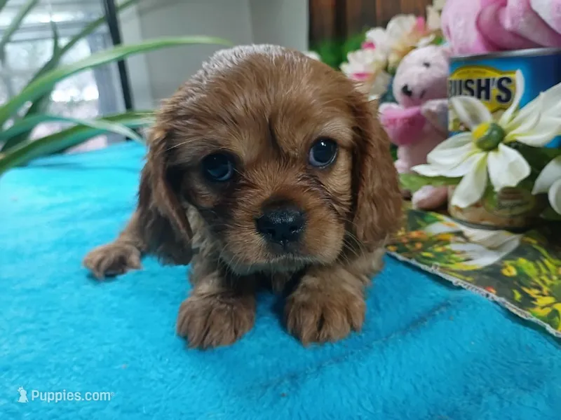 Ruby AKC – Cavalier King Charles Spaniel puppy for sale in Killen, AL