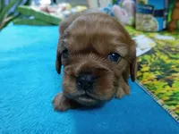 Ruby ALKC, a female Cavalier King Charles Spaniel for sale in Killen, AL – Photo 1 of 10