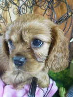 Ruby AKC, a female Cavalier King Charles Spaniel for sale in Killen, AL – Photo 5 of 10