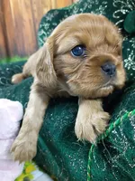 Ruby AKC, a female Cavalier King Charles Spaniel for sale in Killen, AL – Photo 5 of 10
