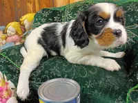 Tilly AKC, a female Cavalier King Charles Spaniel for sale in Killen, AL – 2 of 10