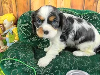 Tilly AKC, a female Cavalier King Charles Spaniel for sale in Killen, AL – 4 of 10