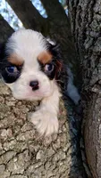 Chandler Full AKC, a male Cavalier King Charles Spaniel for sale in Killen, AL – Photo 5 of 10