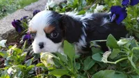 Chandler Full AKC, a male Cavalier King Charles Spaniel for sale in Killen, AL – Photo 2 of 10