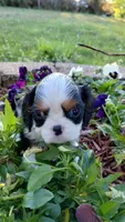 Chandler Full AKC, a male Cavalier King Charles Spaniel for sale in Killen, AL – Photo 6 of 10