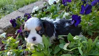 Chandler Full AKC, a male Cavalier King Charles Spaniel for sale in Killen, AL – Photo 3 of 10