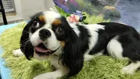 Chandler Full AKC, a male Cavalier King Charles Spaniel for sale in Killen, AL – Photo 10 of 10