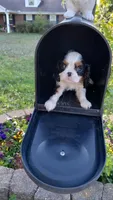 Chandler Full AKC, a male Cavalier King Charles Spaniel for sale in Killen, AL – Photo 1 of 10