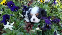 Chandler Full AKC, a male Cavalier King Charles Spaniel for sale in Killen, AL – Photo 7 of 10