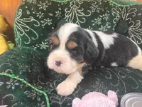 Tanna AKC, a female Cavalier King Charles Spaniel for sale in Killen, AL – Photo 4 of 10