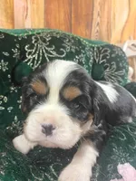 Tanna AKC, a female Cavalier King Charles Spaniel for sale in Killen, AL – Photo 2 of 10