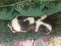 Tanna AKC, a female Cavalier King Charles Spaniel for sale in Killen, AL – Photo 5 of 10