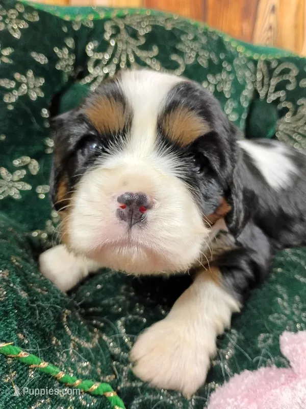 Tanna AKC – Cavalier King Charles Spaniel puppy for sale in Killen, AL