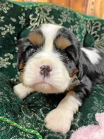 Tanna AKC, a female Cavalier King Charles Spaniel for sale in Killen, AL – Photo 1 of 10