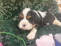 Tanna AKC, a female Cavalier King Charles Spaniel for sale in Killen, AL – Photo 3 of 10