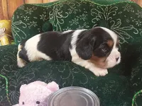 Tanna AKC, a female Cavalier King Charles Spaniel for sale in Killen, AL – Photo 7 of 10