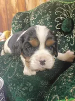 Tanna AKC, a female Cavalier King Charles Spaniel for sale in Killen, AL – Photo 6 of 10