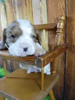 Robbie, a male Cavalier King Charles Spaniel for sale in Killen, AL – Photo 2 of 10