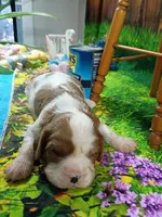 Robbie, a male Cavalier King Charles Spaniel for sale in Killen, AL – Photo 4 of 10