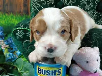 Robbie AKC, a male Cavalier King Charles Spaniel for sale in Killen, AL – Photo 5 of 10