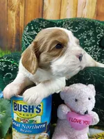 Robbie AKC, a male Cavalier King Charles Spaniel for sale in Killen, AL – Photo 4 of 10