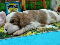 Robbie, a male Cavalier King Charles Spaniel for sale in Killen, AL – Photo 5 of 10