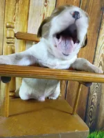 Robbie, a male Cavalier King Charles Spaniel for sale in Killen, AL – Photo 3 of 10