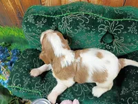 Robbie AKC, a male Cavalier King Charles Spaniel for sale in Killen, AL – Photo 7 of 10