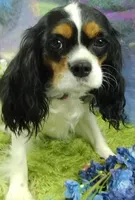Robbie, a male Cavalier King Charles Spaniel for sale in Killen, AL – Photo 9 of 10