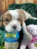 Robbie AKC, a male Cavalier King Charles Spaniel for sale in Killen, AL – Photo 1 of 10