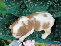 Robbie AKC, a male Cavalier King Charles Spaniel for sale in Killen, AL – Photo 6 of 10