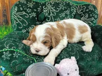 Robbie AKC, a male Cavalier King Charles Spaniel for sale in Killen, AL – Photo 2 of 10