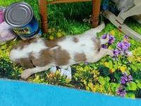 Robbie, a male Cavalier King Charles Spaniel for sale in Killen, AL – Photo 6 of 10