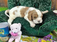 Robbie AKC, a male Cavalier King Charles Spaniel for sale in Killen, AL – Photo 3 of 10