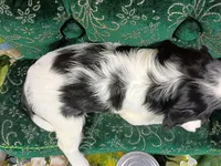 Tilly AKC, a female Cavalier King Charles Spaniel for sale in Killen, AL – 3 of 10